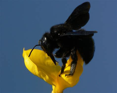 Bombo nero .